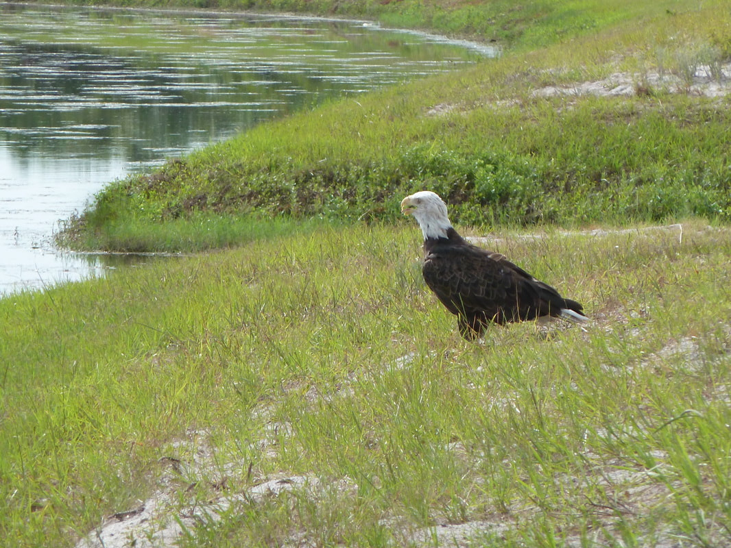Bald Eagle sat on the canal bank, next to the villa.